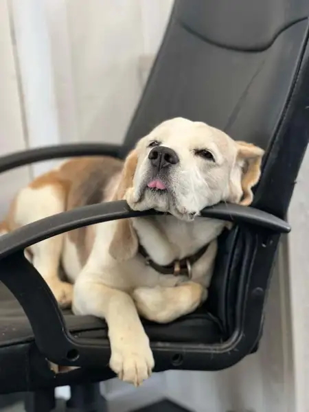 Brandy who comes to work with us every day. He spends most of his day napping and begging for food! Brandy who comes to work with us every day. He spends most of his day napping and begging for food!: Swipe To View More Images