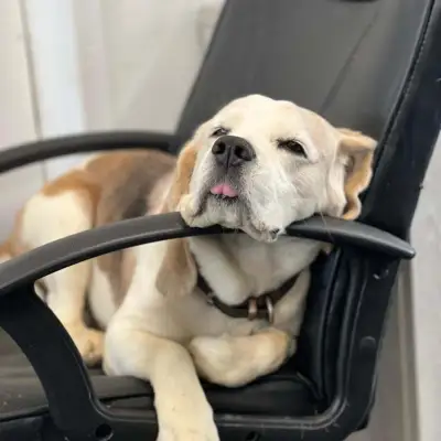 Brandy who comes to work with us every day. He spends most of his day napping and begging for food!: Click Here To View Larger Image